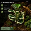 Искусственное растение Hobby Ficus Elastica 1 40 см (37705) для террариума, акватерариума и палюдариума Искусственное растение Hobby Ficus Elastica 1 40 см (37705) для террариума, акватерариума и палюдариума