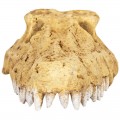 Крокодилячий череп Repti-Zoo Crocodile Skull M 18x10x5.5см (ERS34M)