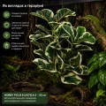 Искусственное растение Hobby Ficus Elastica 2 55 см (37706) для террариума, акватерариума и палюдариума Искусственное растение Hobby Ficus Elastica 2 55 см (37706) для террариума, акватерариума и палюдариума