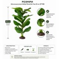 Искусственное растение Hobby Marantha Tree 55 см (37708) для террариума, акватерариума и палюдариума Искусственное растение Hobby Marantha Tree 55 см (37708) для террариума, акватерариума и палюдариума
