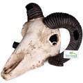 Декорация черепа барана Terrario Ram Skull 19x16x11см (191712)