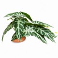 Искусственное растение Hobby Calathea 1 24×14 см (37714) для террариума, акватерариума и палюдариума