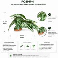 Искусственное растение Hobby Calathea 1 24×14 см (37714) для террариума, акватерариума и палюдариума Искусственное растение Hobby Calathea 1 24×14 см (37714) для террариума, акватерариума и палюдариума