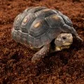 Субстрат из кокосового волокна Terrario Costa Rica Forest 8л