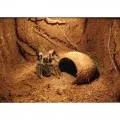 Субстрат из кокосового волокна Terrario Costa Rica Forest 8л