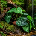 Искусственное растение Hobby Alocasia 1 24 × 14 см (37717) для террариума, акватерариума и палюдариума Искусственное растение Hobby Alocasia 1 24 × 14 см (37717) для террариума, акватерариума и палюдариума