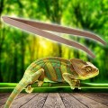 Бамбуковий вигнутий пінцет Repti-Zoo 28 см (FR09) для годування і догляду в тераріумі