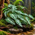 Искусственное растение Hobby Calathea 2 40×20 см (37715) для террариума, акватерариума и палюдариума Искусственное растение Hobby Calathea 2 40×20 см (37715) для террариума, акватерариума и палюдариума