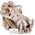 Декорация череп бегемота Terrario Hippo Skull 5x3x3см (533)