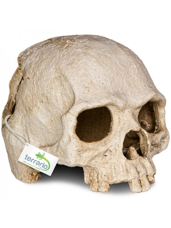 Декорация черепа человека Terrario Human Skull 14x11x11см (151211)