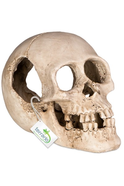 Декорація череп людини Terrario Human Skull XL 15x10x9см (161012)