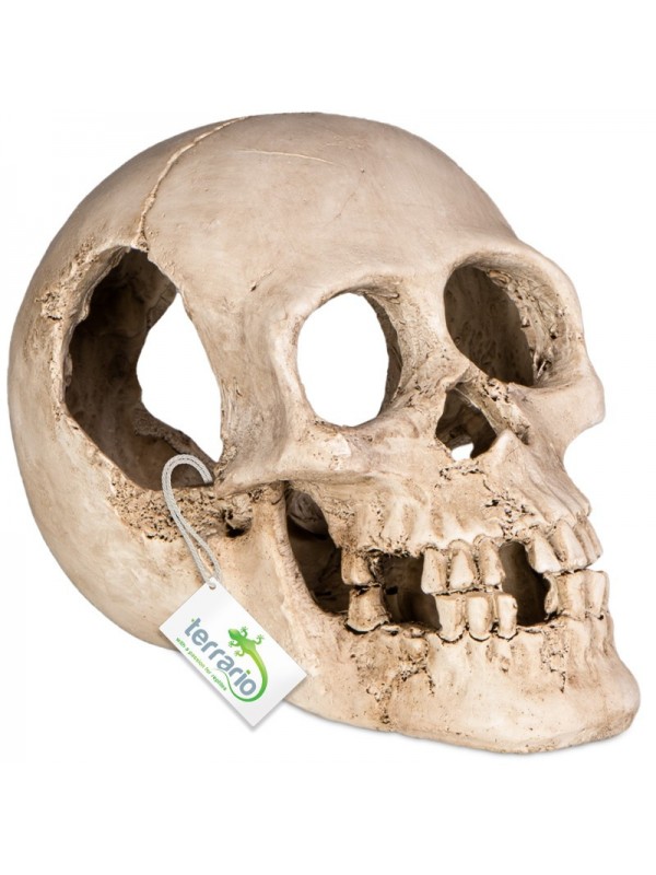 Декорация черепа человека Terrario Human Skull XL 15x10x9см (161012)