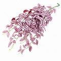 Искусственное растение Hobby Climber Purpurea 70 см (37726) для террариума, акватерариума и палюдариума