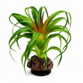 Искусственное растение Hobby Terra Succulent 3 14 см (37732) для террариума, акватерариума и палюдариума Искусственное растение Hobby Terra Succulent 3 14 см (37732) для террариума, акватерариума и палюдариума