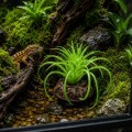 Искусственное растение Hobby Terra Succulent 5 8 см (37734) для террариума, акватерариума и палюдариума Искусственное растение Hobby Terra Succulent 5 8 см (37734) для террариума, акватерариума и палюдариума