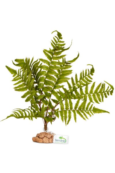 Штучна рослина, папороть Terrario 32x15x32см (330)