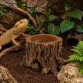 Декорация Hobby Wildwood Stump 15×14,5×9 см - декоративный пень, поилка, горшок для террариума (40849) Декорация Hobby Wildwood Stump 15×14,5×9 см - декоративный пень, поилка, горшок для террариума (40849)