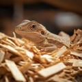 Натуральна деревна підстилка Aventerra DRAGOON Beech Large 4л для рептилій, павуків і гризунів
