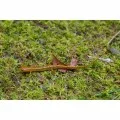 Живой мох Komodo Habitat Moss 100г 4.5л (83030)
