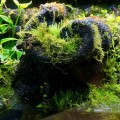 Хлопок из тропических лесов Wacool Rainforest Plant Cotton M 29х29см (YZM003)