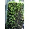 Хлопок из тропических лесов Wacool Rainforest Plant Cotton M 29х29см (YZM003)