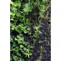 Хлопок из тропических лесов Wacool Rainforest Plant Cotton M 29х29см (YZM003)