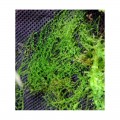 Хлопок из тропических лесов Wacool Rainforest Plant Cotton M 29х29см (YZM003)