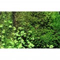 Хлопок из тропических лесов Wacool Rainforest Plant Cotton M 29х29см (YZM003)