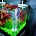 Антиводорослевий стерилізатор Chihiros Doctor Mate для акваріумів до 125 л з Bluetooth керуванням