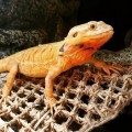 Гамак для рептилий Repti-Zoo Hammock M 30x20x20см (DC09P)