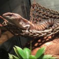 Гамак для рептилий Repti-Zoo Hammock M 30x20x20см (DC09P)