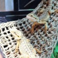 Гамак для рептилий Repti-Zoo Hammock M 30x20x20см (DC09P)