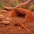 Порошок глиняный для террариумного субстрата Hobby Terrano Clay Powder Red 1,3 кг (33210) Порошок глиняный для террариумного субстрата Hobby Terrano Clay Powder Red 1,3 кг (33210)