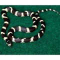 Коврик-субстрат Repti-Zoo Carpet Mat 60x45см (EC02)