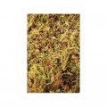 Живой мох Komodo Habitat Moss 1,5л (83003)