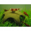 Декорация для криветок Aqua Nova Star Shrimp 50мм (N-30012)