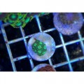 Zoanthus sp Зоантуси
