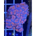 Acanthastrea maxima (Акантастрея максима)