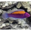 Cirrhilabrus aurantidorsalis (губан фея оранжевоспинный) оранжевоспинный циррилабрус