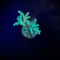 Acropora sp. Акропора