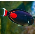 Acanthurus achilles (Хірург Ахіллес)