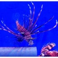 Крылатка (Рыба лев) – Pterois volitans