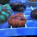 Acanthastrea maxima (Акантастрея максима)
