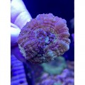 Acanthastrea lordhowensis Акантастрея Лорди на плашке