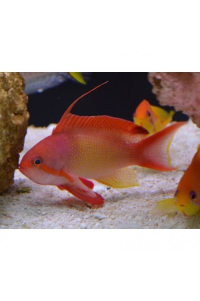 Pseudanthias squamipinnis- Псевдоантіас (male)