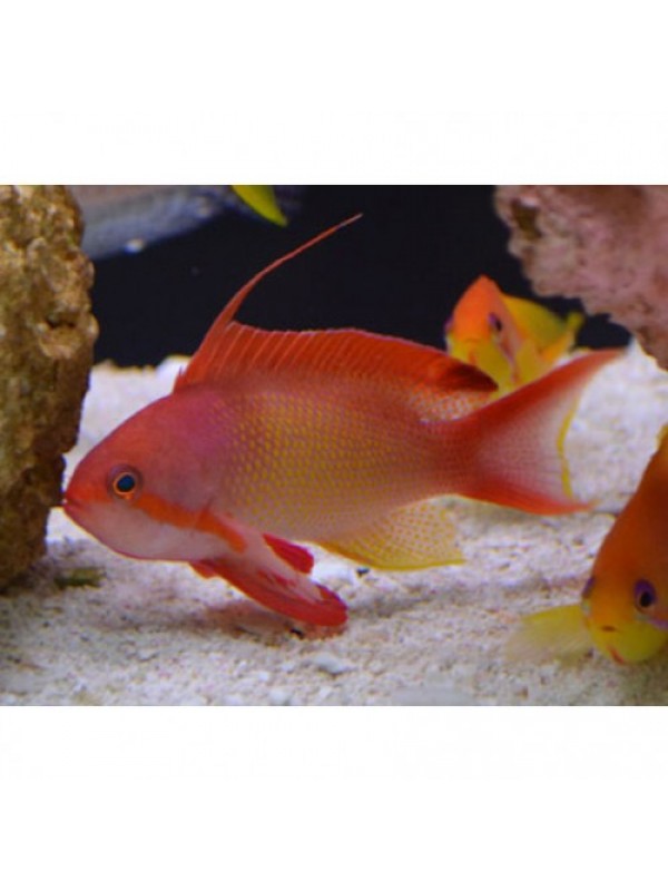 Pseudanthias squamipinnis- Псевдоантіас (male)