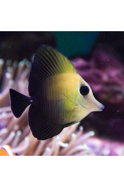 Zebrasoma scopas Зебрасома бура, скопас