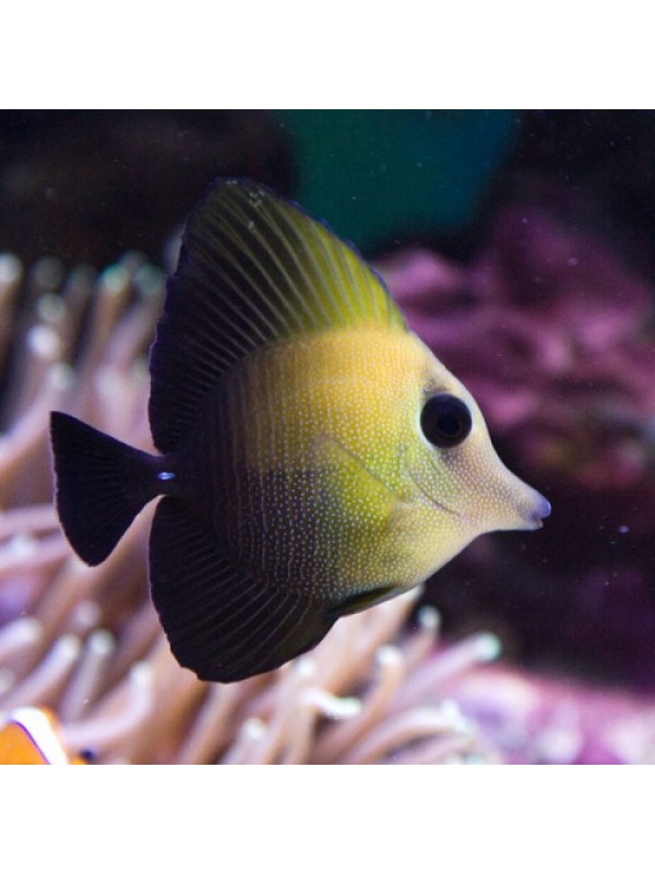 Zebrasoma scopas -Зебрасома бурая, скопас