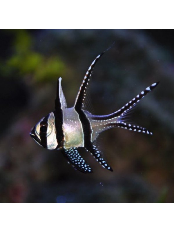 Тюлевый Апогон (Pterapogon kaudernii)