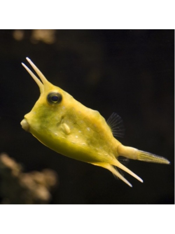 Lactoria cornuta - риба Корова